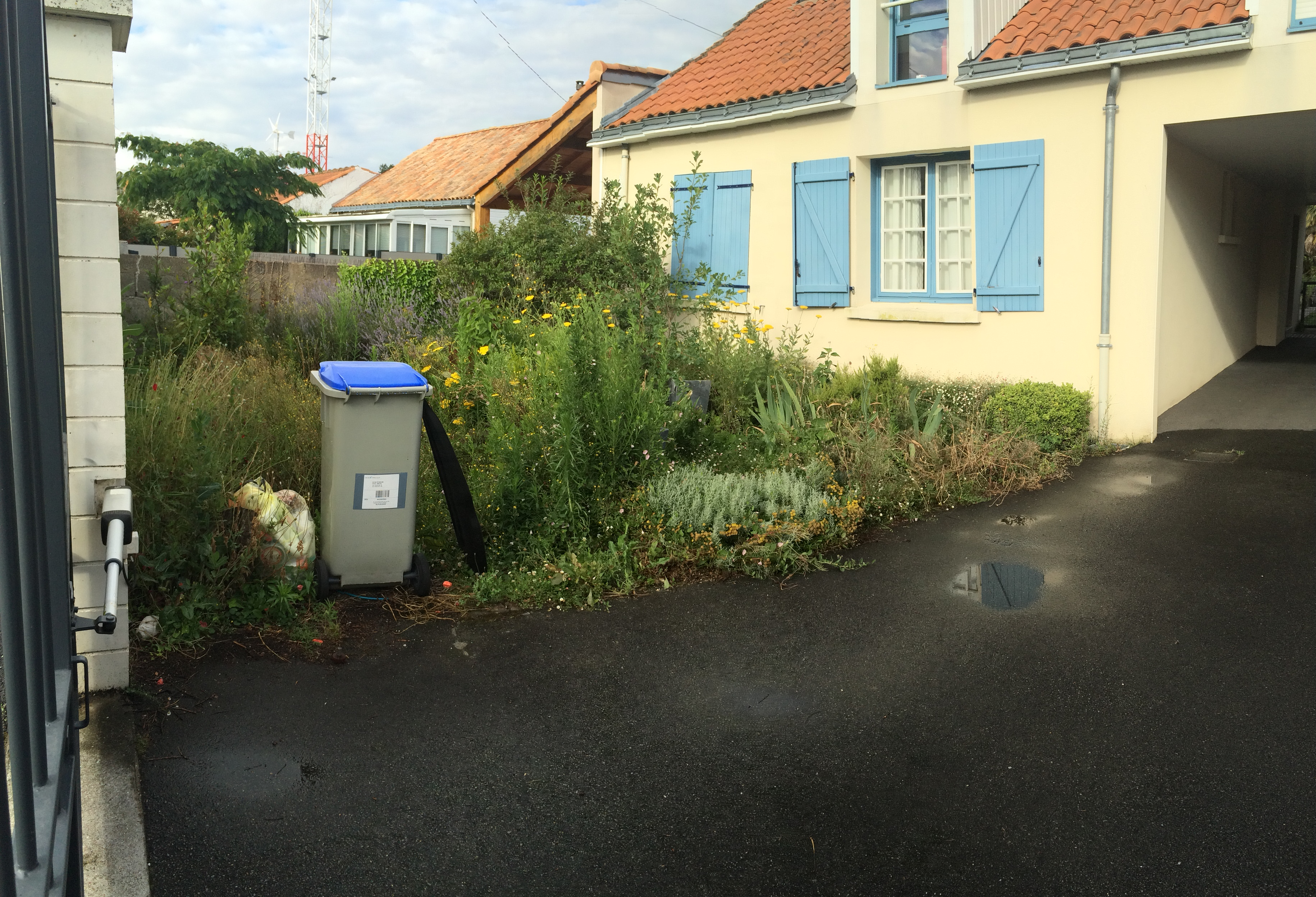 Photo avant la prestation d'Allium Paysage